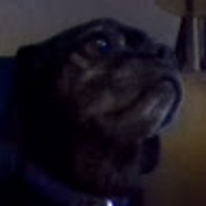 Meet your Posher, Maggie